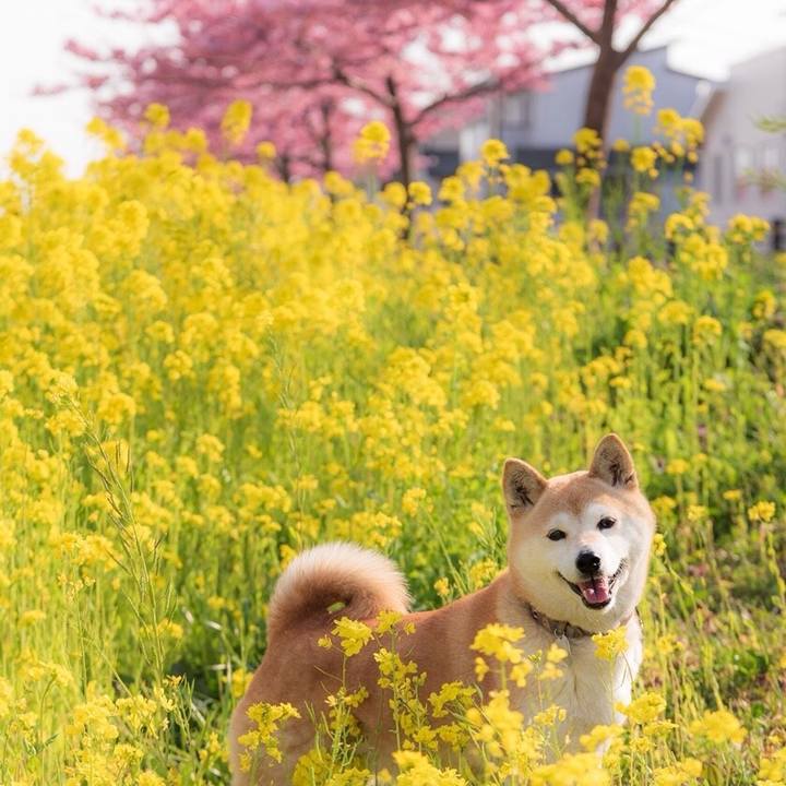 9a2b6250 5506 4f00 ba98 14e8dd581b47 1554738667992