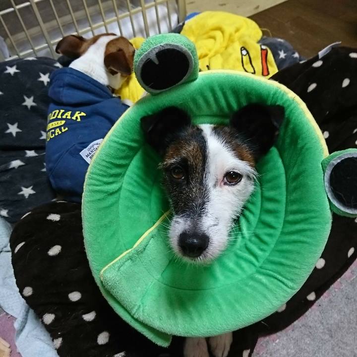 9a30622d df91 432d a334 86e33442d88d 1544964230679