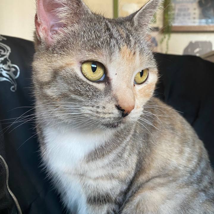 9a3392d2 accc 48c7 a79d 72a415823650 1585814971326