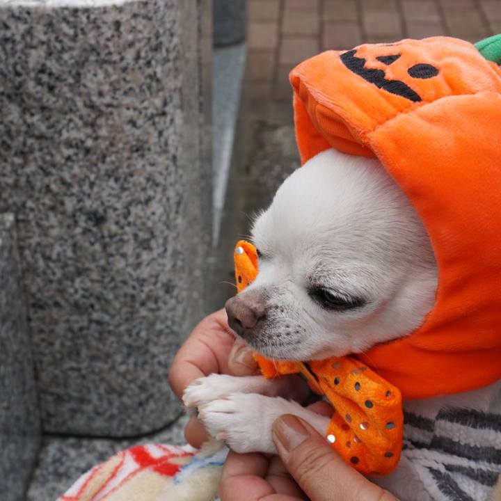 9a34b108 71ad 4abe af2c b755e464a4d3 1539574911712