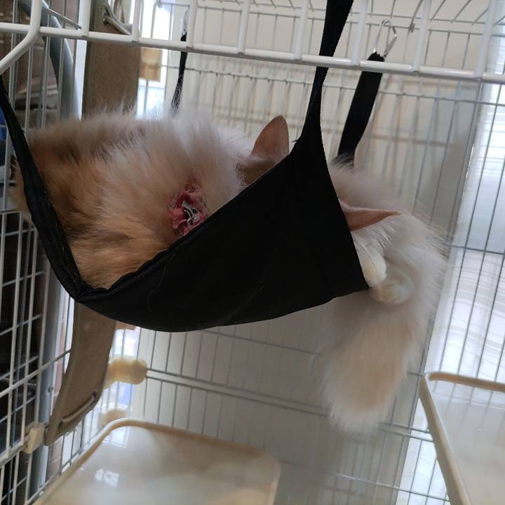 9a36a831 ee9f 4785 b118 ccb5fb7623db 1685310431722