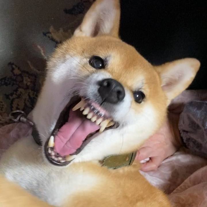 9a377f45 7117 44bd b1a5 3d3f5de88002 1636800373135