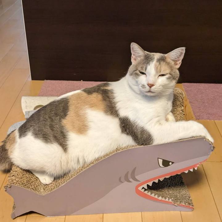 9a37e774 b3f3 42f5 bc87 723378c28b4e 1687677481319