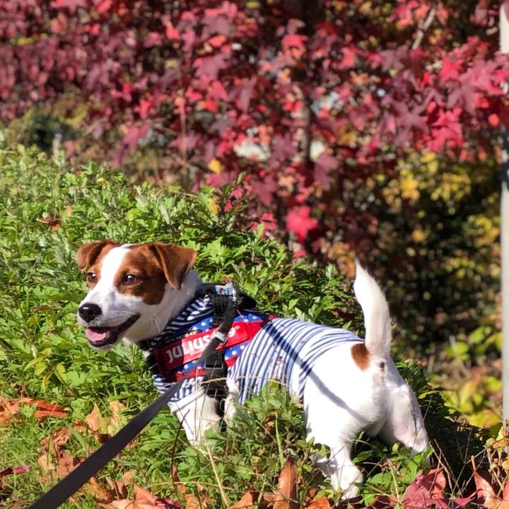 9a3b76c5 f76e 4710 a4ff c26f9e19b0fa 1540533437170