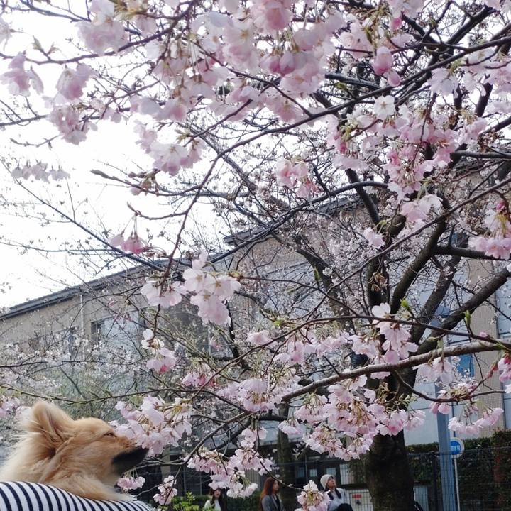 9a3c74a5 f706 4dae b9d8 b98e0c02bd13 1743299137264