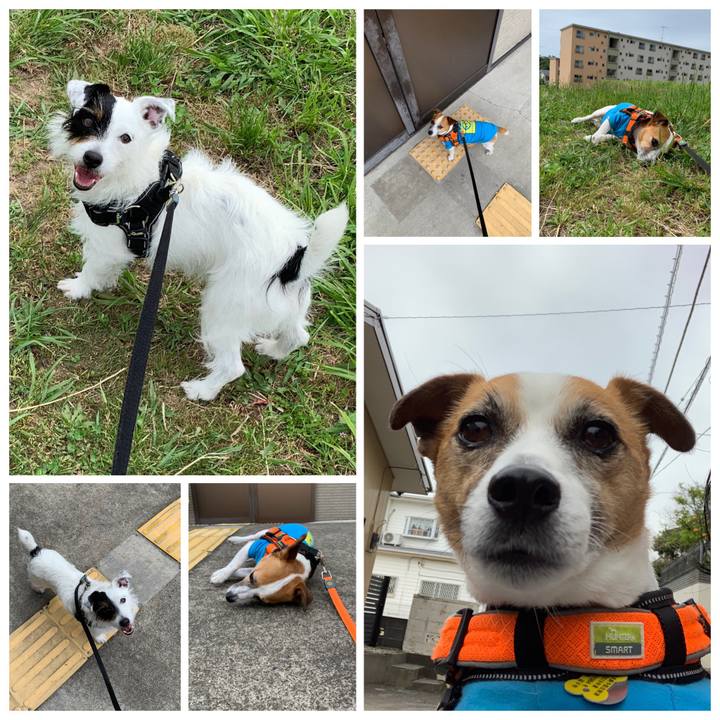 9a3dbc8e 91fe 4a2b a8e6 0df12fb10c65 1559264771900