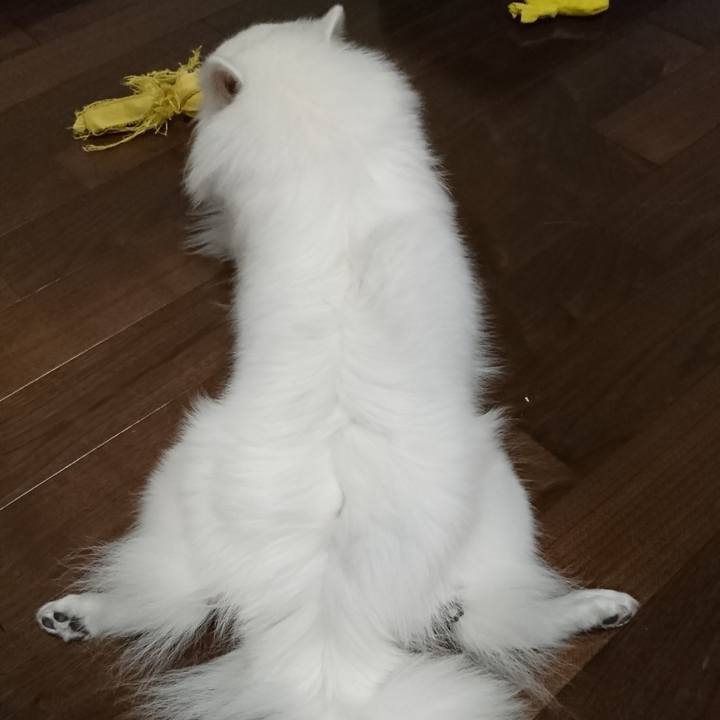 9a400fd0 9530 4057 a1d0 12e53bf4d8dd 1539359876316