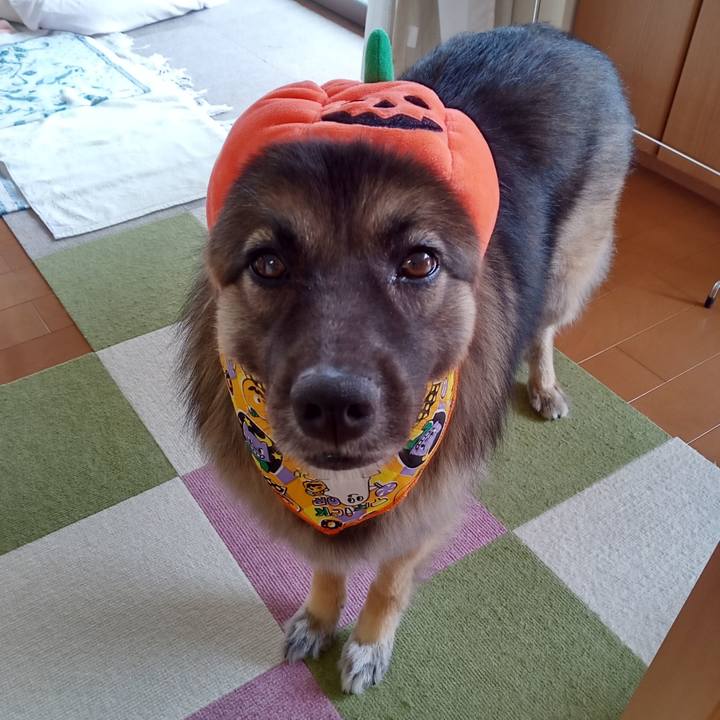 9a4012bb 4991 4bdb 89f6 177f177e0474 1761871172774