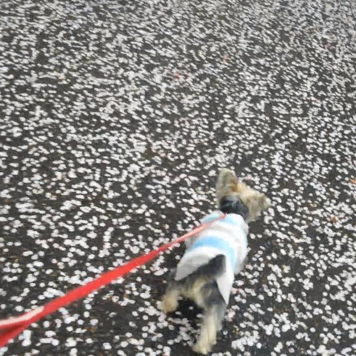 9a420525 6e0c 4e4f afd0 430783f340d1 1554888936917