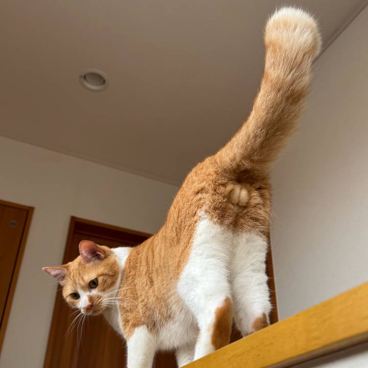 9a4703a8 515c 4c1b b9e2 388852196ebc 1757472211383