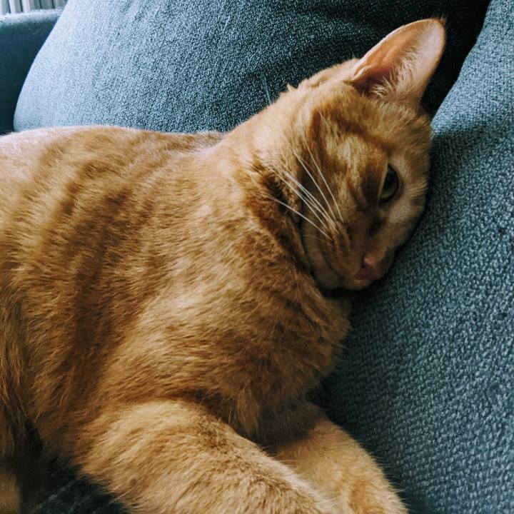 9a49a6bf d77a 4553 b8d8 c7b058e67e2f 1626490336471