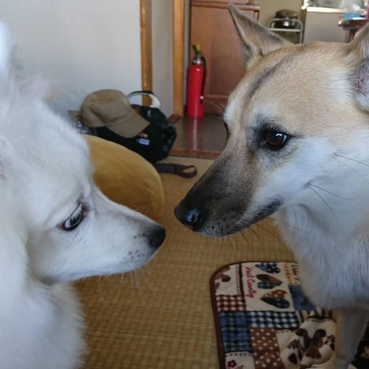 9a4a917c cb2d 43f9 883c 3c269985fcb2 1556438786548