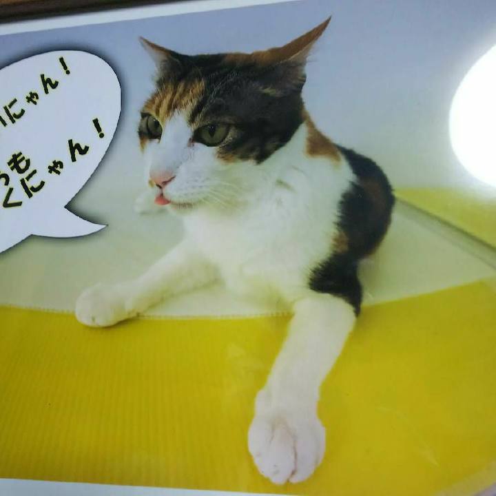 9a4b02bd c69a 4eca a9b3 08ab5952b13b 1572002119544