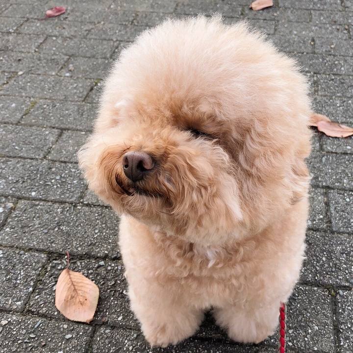 9a4b424d fc77 400c aa5c 8842eeb24bf2 1511832670822