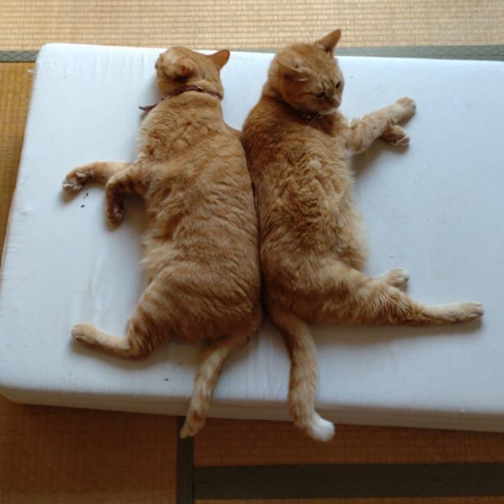 9a4e12f1 6426 437e 9fd4 f7b0718dcc93 1633506539819