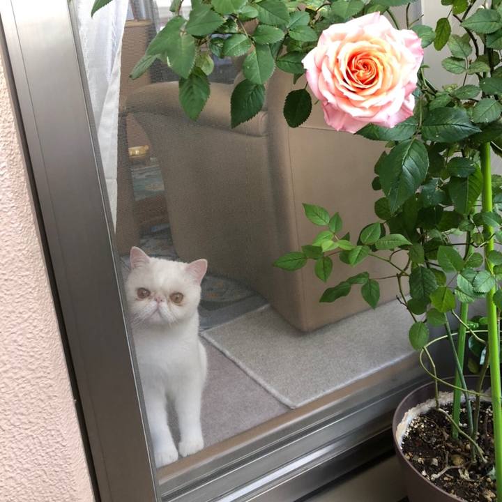 9a4f3dc4 18f5 454c afe1 665c6bcbd435 1590671928002