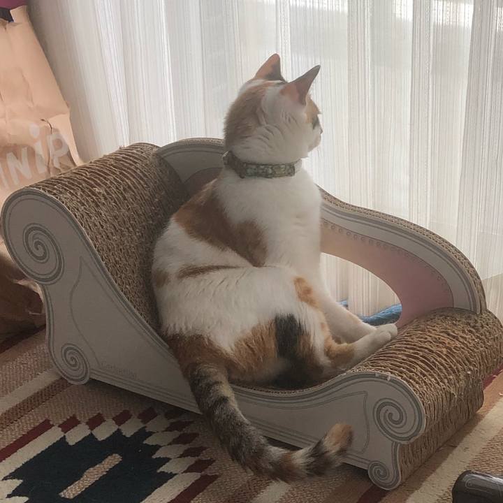 9a51236c 8d45 4e55 af47 b472f5e84fce 1593930443122