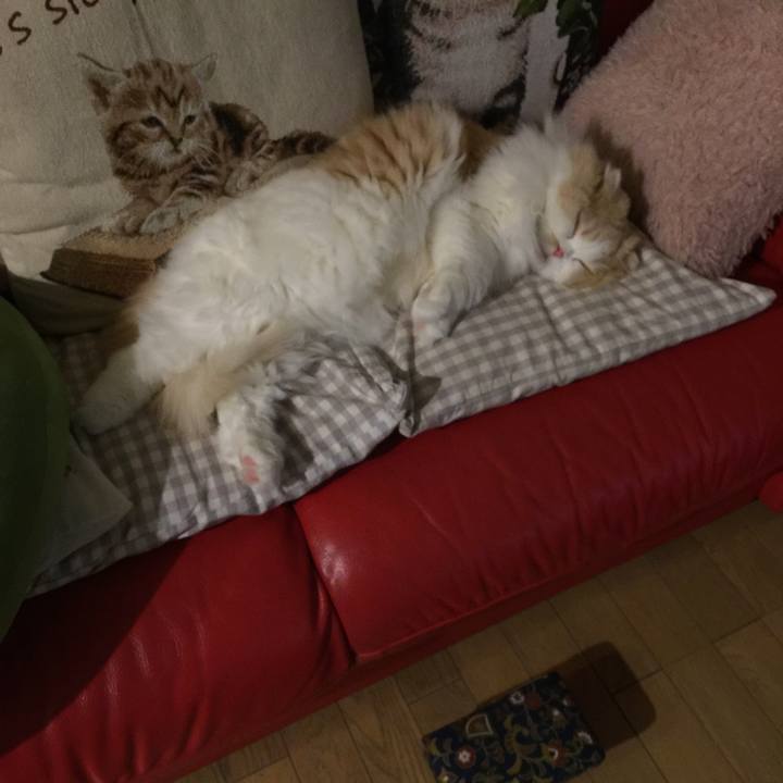 9a524411 1ffd 4adf 96a7 1386cf1fa266 1513346713234