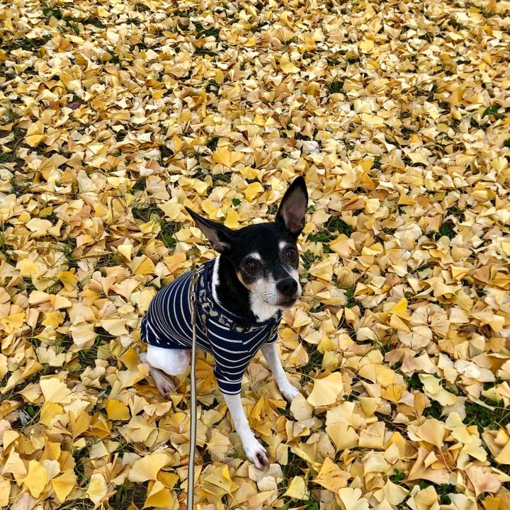 9a548986 1c51 4030 a889 a1893105a16b 1543637902209