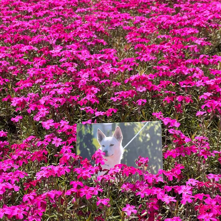 9a549367 9ed9 4365 b40b acadd02a9bba 1622713648988