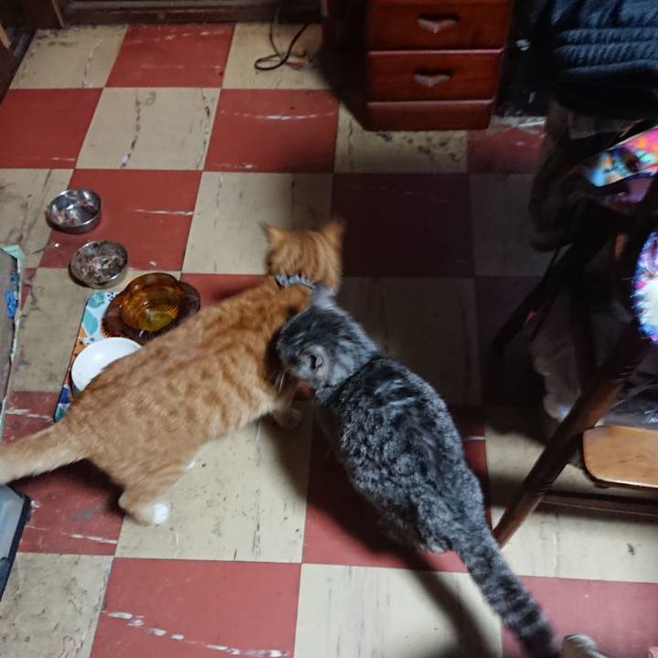 9a54c29e bdd7 4943 9d0b 8276ee70a854 1575968859958