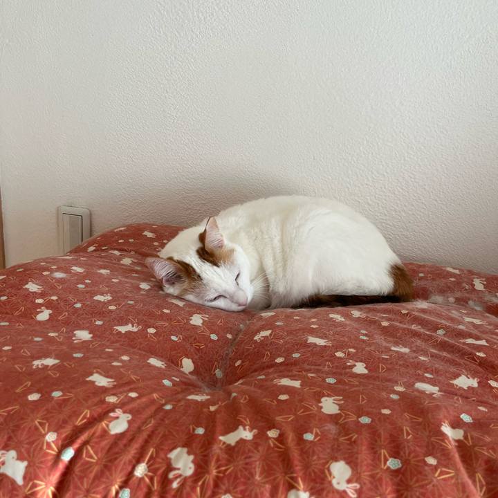 9a590c36 a051 4433 a3d5 d3d1385d834b 1763991129012