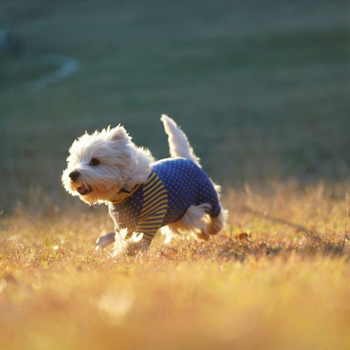 9a59a90a c9e7 4eb2 9967 485fcd4dca37 1512214065023