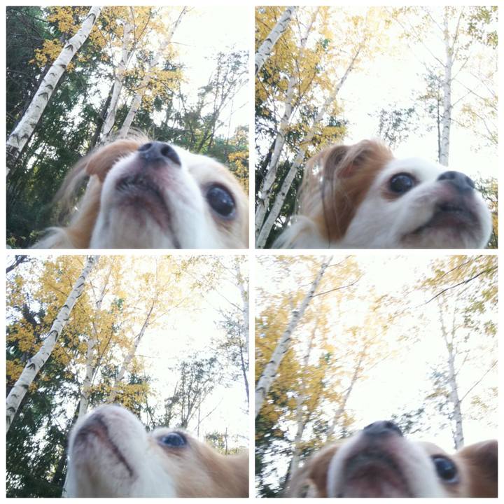 9a5c283d ecd6 4b02 9ba0 ae4bf1dd9277 1508932768993