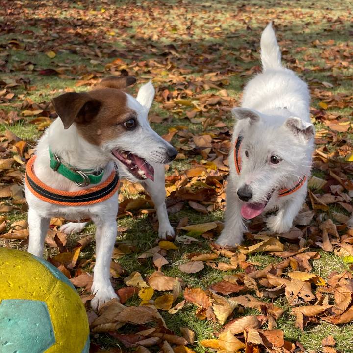 9a604a60 8a77 404b a0cf 4c2e41cbf90f 1762311443787