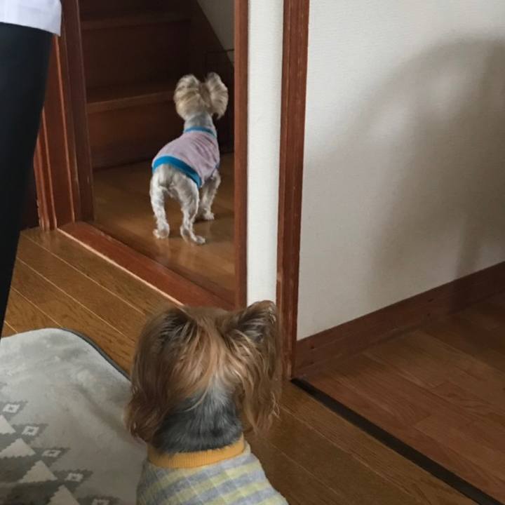 9a61e829 44b4 4127 83db b3ae595c64bf 1559816122872