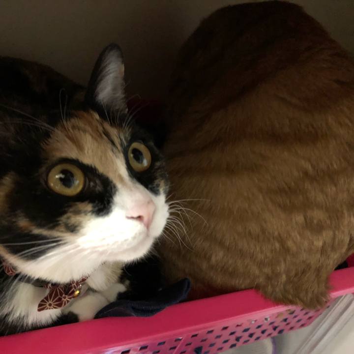 9a6311c3 42f8 4789 8242 9a6975792711 1555657952907