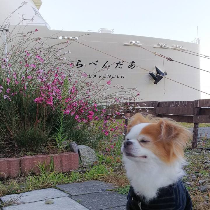 9a65726e 7c44 40ce 9fda b122bb438dba 1539327118577