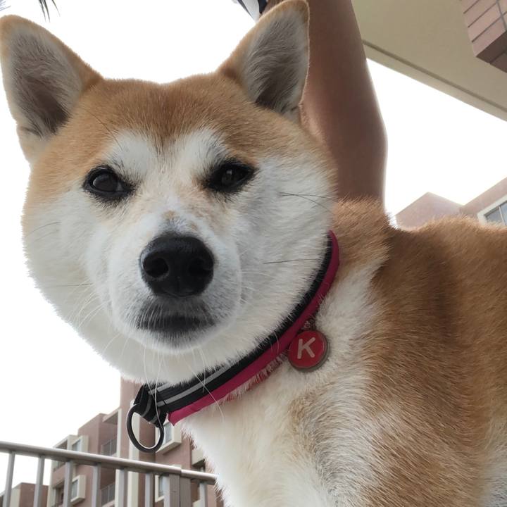 9a6583d7 3a8e 4af9 9257 a884e4ee9aa4 1538874987411