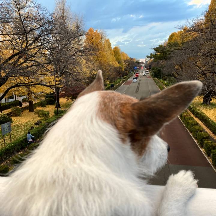 9a6867d8 7603 466d 8d11 a7236c796447 1733618916468