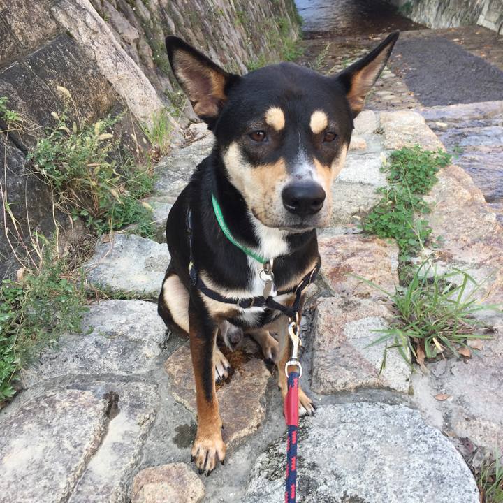 9a6a7a1c 1338 428c a9ef ec8463808ccb 1539916676489