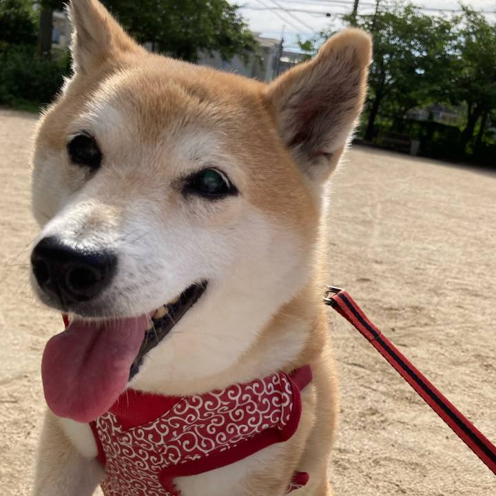 9a6afdf6 4266 4fcf 8ff6 b74b324bfce1 1624288829365