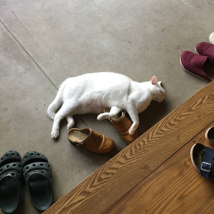 9a6d4fc8 2a87 4bde b207 305d157ff1a8 1532488754031