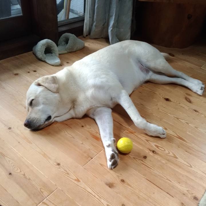 9a76e1d2 e649 4740 9ded 8c51d7352735 1597212103071