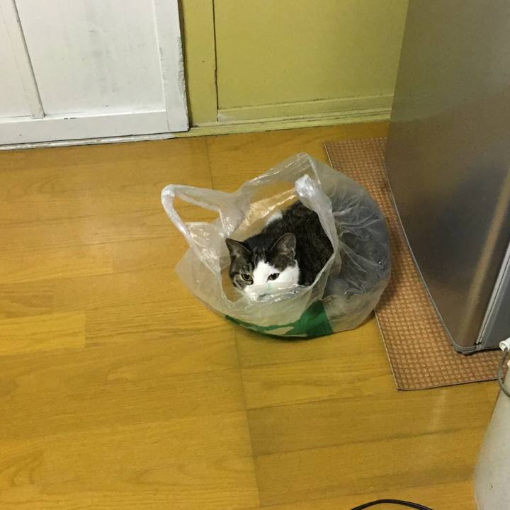 9a77b0f1 5666 4399 b540 96f125cc27df 1513606641248