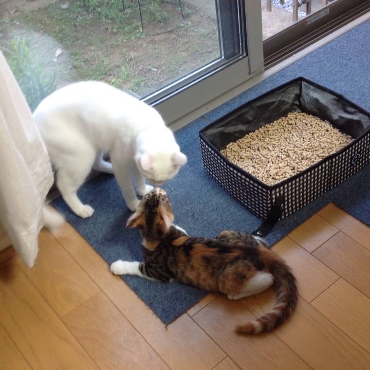 9a796acd 7c29 4f93 a59d 679892f2f000 1628283418648