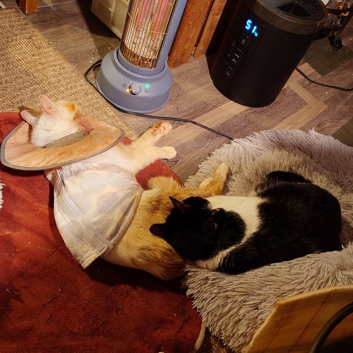 9a7be5ca a1e6 46fe a8f3 85a5816db1e5 1766131944256