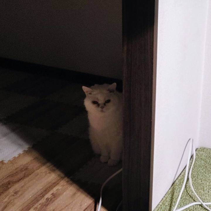 9a7c87ca f797 4cb6 9d31 b2391bc70ecd 1739878968666