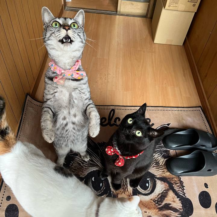 9a7d3823 4706 45e3 af32 1d1964861015 1781678999452