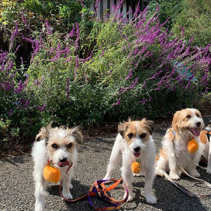 9a7d3ac4 e9cf 409e ac29 6a30203b3fb6 1759539482977