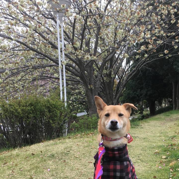 9a7d9e26 f078 461b 9c84 a1ff8fc94896 1555039945425