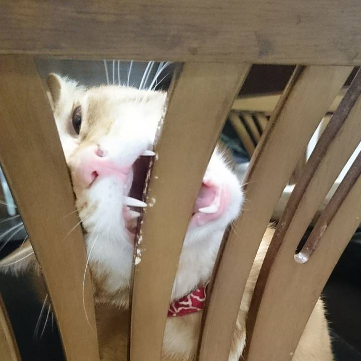 9a7fc786 eeea 4c9f 9b14 04723981b083 1519938434232