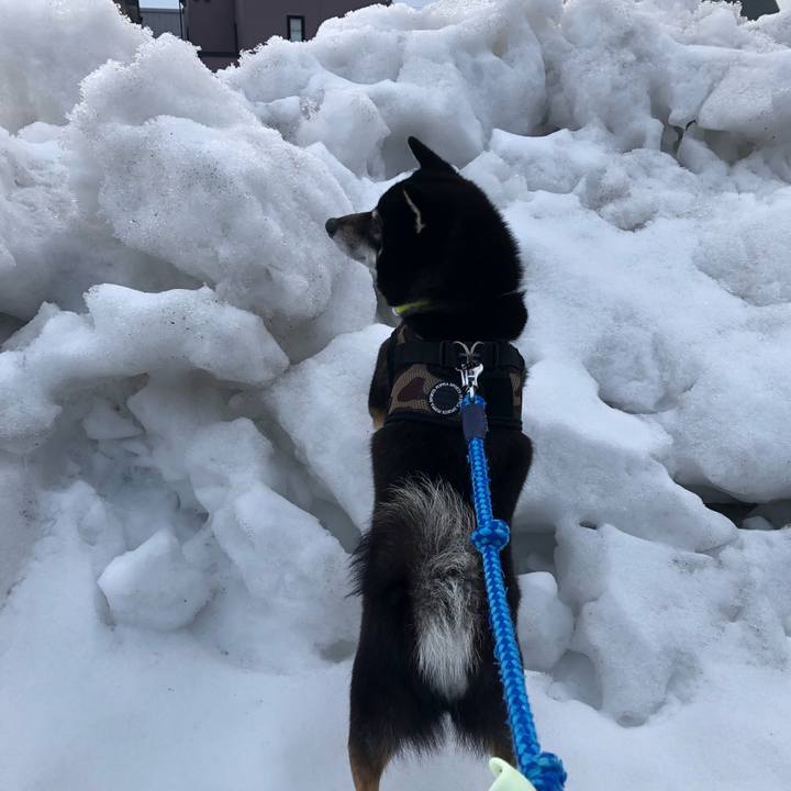 9a8089af be8a 491c a2aa fa8335837ea7 1584222349129