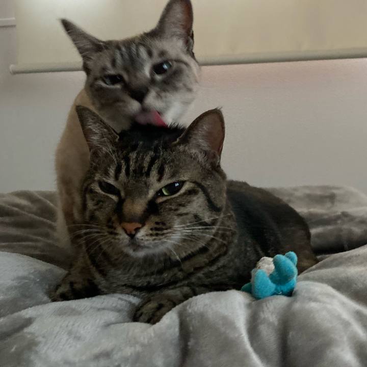 9a817b3f 8780 4ae0 a02e b5d906f42faf 1618356097126