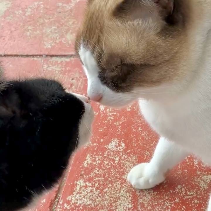 9a831ba7 fc88 40a8 9118 a0c9ff90b0e4 1729668161981