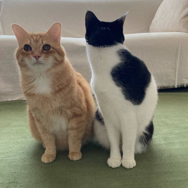 9a8434b2 7eee 494e 9b90 a83e2e7beeea 1771282017019